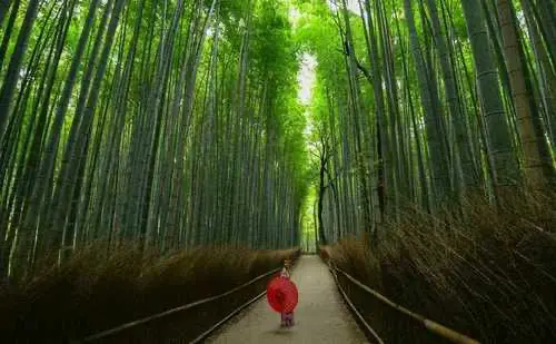 리카와후쿠의 대나무숲 길
