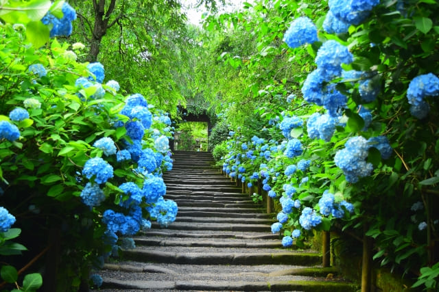 明月院
