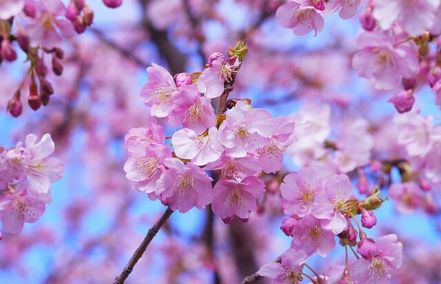 京都で桜と着物レンタル