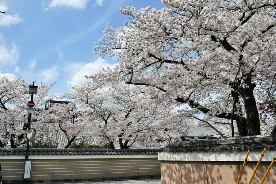 16時 建仁寺の桜