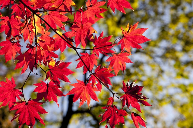 京都の紅葉と着物レンタル