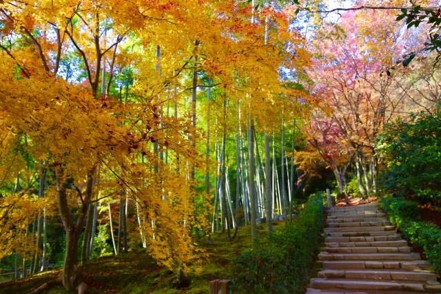 嵐山で紅葉シーズンに着物レンタルをして常寂光寺観光