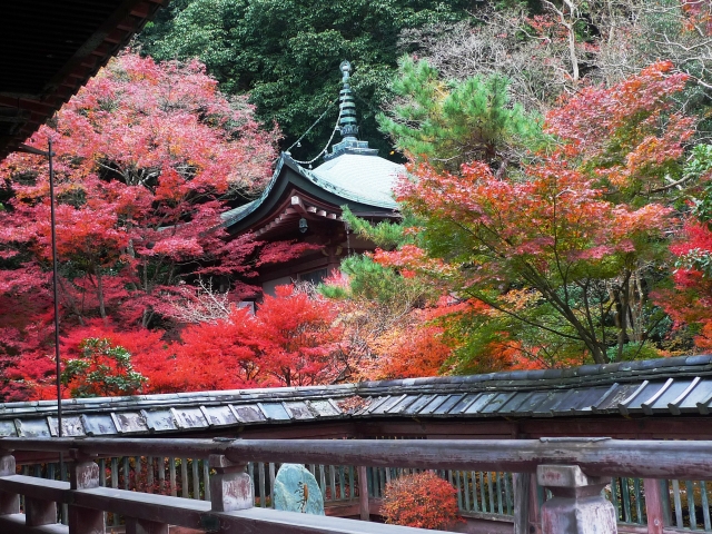 京都で紅葉シーズンに着物レンタルをして毘沙門堂観光