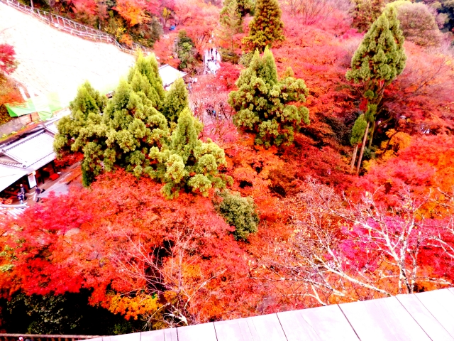 清水寺で紅葉シーズンに着物レンタル