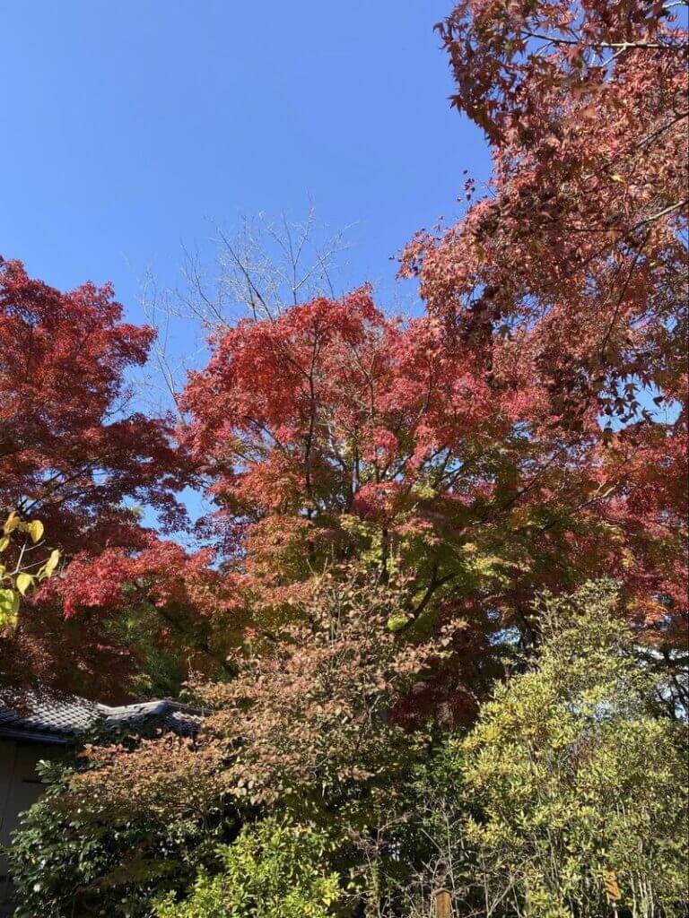 京都の紅葉