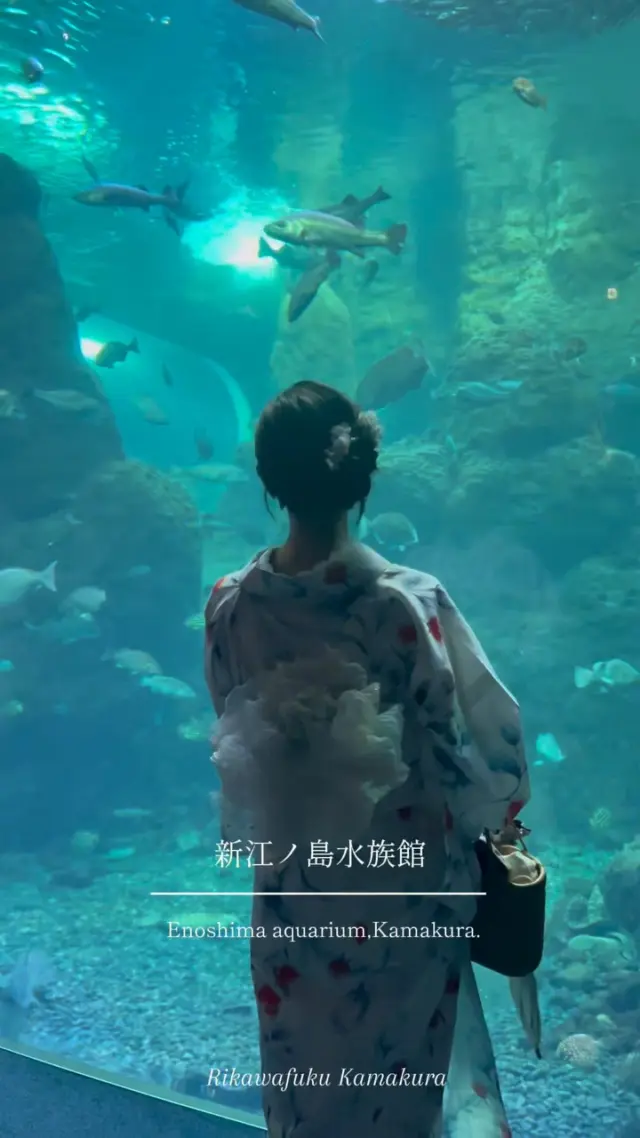 江ノ島水族館×梨花和服🐠

暑い夏は室内で楽しもう✨️
幻想的な景観に癒される水族館デート🩵

投稿がいいなと思ったら「いいね」「保存」してね🫧
⁡
⁡
⁡
________________________𓈒𓂂❁
⁡
⁡
アカウントタグ付けして投稿してみてね🫶🏻✨
⁡
➡︎ @rikawafuku_kamakura
➡︎ @rikawafuku_album
⁡
皆さんの素敵なコーデも是非見せてください🤍
⁡
________________________𓈒𓂂❁
　　
⁡
【ご利用について】
⁡
最終受付時間15:30
最終返却時間17:30
※最終返却時間の17:30を1分でも過ぎると10分毎に1000円/人の延長料金が発生致しますのでご了承ください。
⁡
________________________𓈒𓂂❁
⁡
⁡
✤ おすすめプラン ✤
着物ヘアセットプラン
※草履も含みます
(梨花和服ではどのプランでも選び放題👘!!)
⁡
⁡
✤ Recommended Plans ✤
Kimono hair set plan
(Includes zori sandals. You can choose any plan as much as you want at rikawafuku👘)
⁡
⁡
✤ 推薦方案 ✤
和服发型套装计划
(包括凉鞋。您可以选择任何您喜欢的和服，与计划无关👘）
⁡
⁡
⁡
✤ オプション ✤【1つ各500円】
刺繍襟
レースインナー
チュール
帯締め
バッグ
へこ帯
アームウォーマー
お面(フォローとタグ付けで¥500→¥0✨)
⁡
⁡
⁡
✤ ご予約について ✤
予約は𝐻𝑃から24時間可能◎
前日まで変更・キャンセルも無料です📝
⁡
⁡
✤ 𝐴𝑏𝑜𝑢𝑡 𝑅𝑒𝑠𝑒𝑟𝑣𝑎𝑡𝑖𝑜𝑛𝑠 ✤
𝑅𝑒𝑠𝑒𝑟𝑣𝑎𝑡𝑖𝑜𝑛𝑠 𝑐𝑎𝑛 𝑏𝑒 𝑚𝑎𝑑𝑒 𝑓𝑟𝑜𝑚 𝐻𝑃 𝑡𝑜 24 ℎ𝑜𝑢𝑟𝑠 ◎
𝐸𝑛𝑔𝑙𝑖𝑠ℎ 𝑎𝑣𝑎𝑖𝑙𝑎𝑏𝑙𝑒 
⁡
⁡
✤ 關於預約 ✤
可透過網站預約24小時◎
中文支援
⁡
⁡
✤ 店舗アクセス ✤
⁡
📍神奈川県鎌倉市小町2丁目12-37 ティアイビルⅡ 2-B
⁡
鎌倉店⇨JR鎌倉駅徒歩4分
⁡
⁡
⁡
皆様のご予約お待ちしております🕊

#梨花和服 #鎌倉着物レンタル #鎌倉着物 #鎌倉観光 #江ノ島観光  #江ノ島水族館  #新江ノ島水族館  #鎌倉観光  #和服體驗  #江ノ島観光  #kimono  #着物コーディネート  #기모노  #kamakura  #リール  #réel  #aquarium  #なつのおもいで  #なつ  #夏休み  #和服出租  #和服